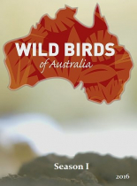 Дикие птицы Австралии