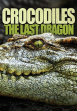 Крокодилы: последние из драконов