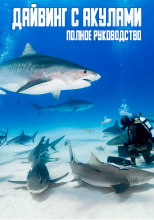 Дайвинг с акулами: полное руководство
