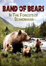 Медведи в скандинавских лесах