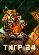 Тигр 24