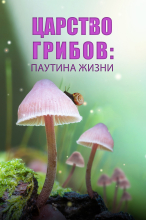 Царство грибов: паутина жизни